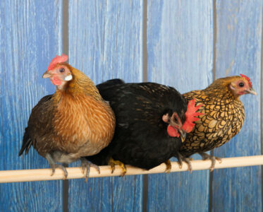 Easy-to-Clean Chicken Coop Image